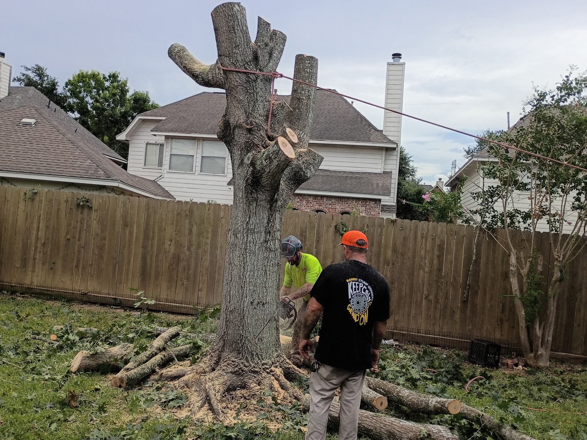 Two arborists cutting down large tree with chainsaw and rigging