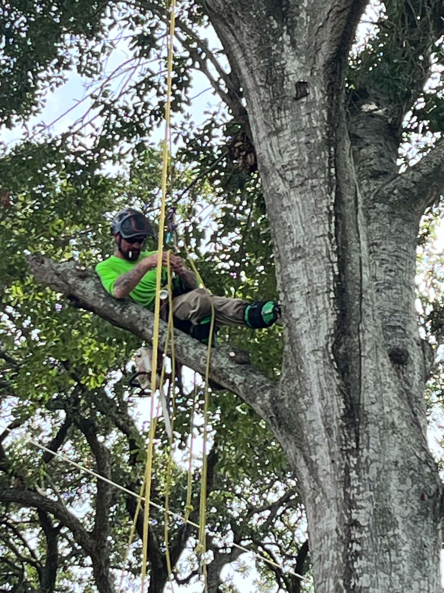 ISA Certified Arborist ascending a massive live oak with safety ropes