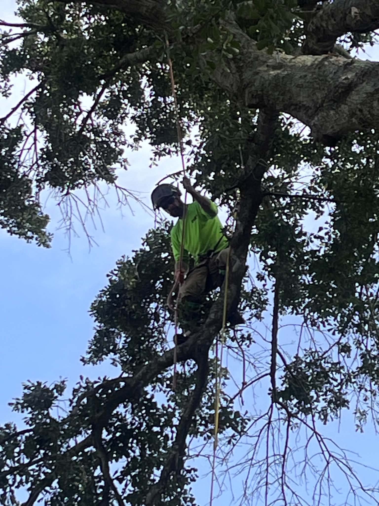Arborist high in canopy with safety helmet and ropes