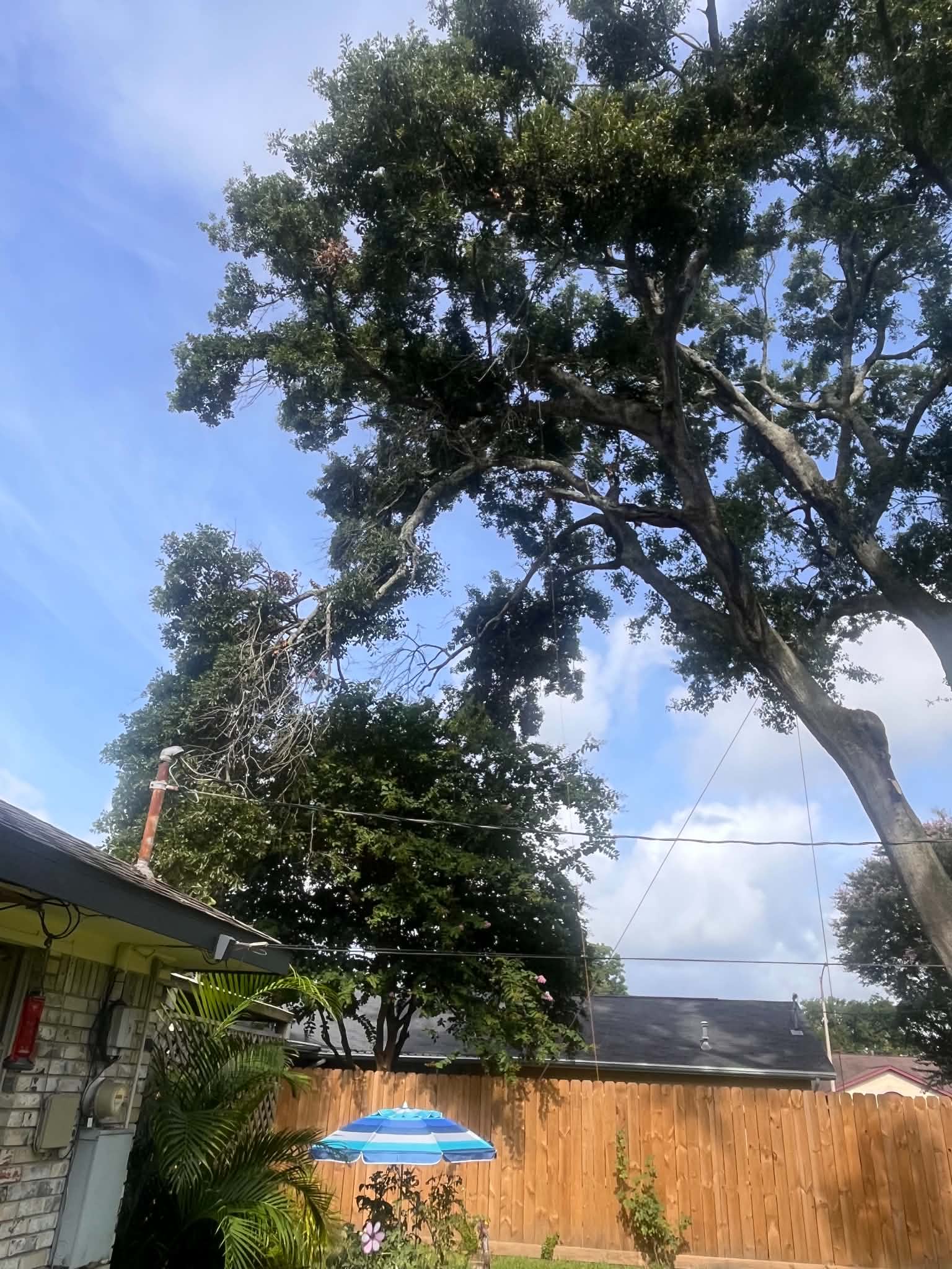Large live oak towering over residential fence before tree service