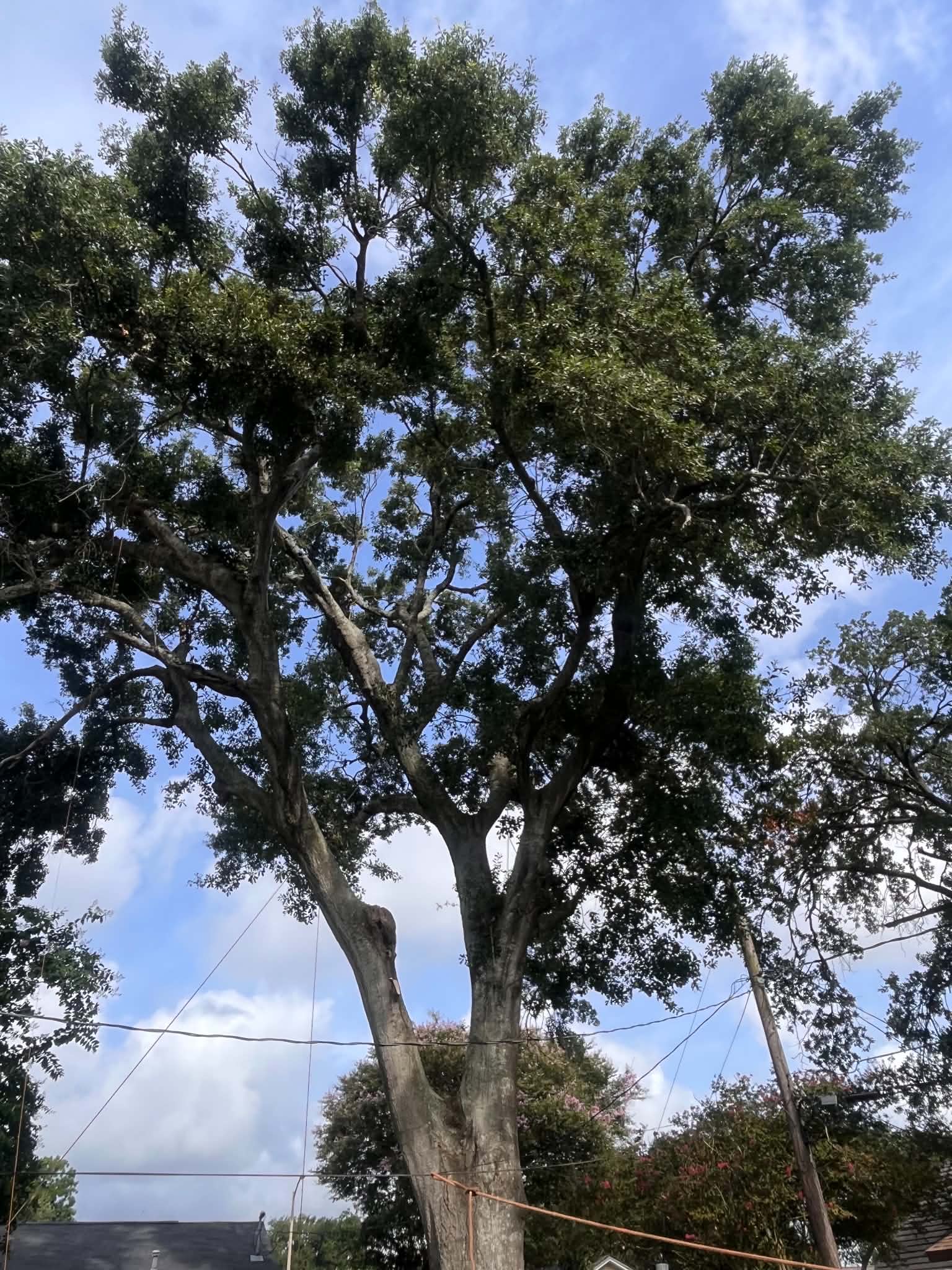 Large live oak with full canopy viewed from below against blue sky