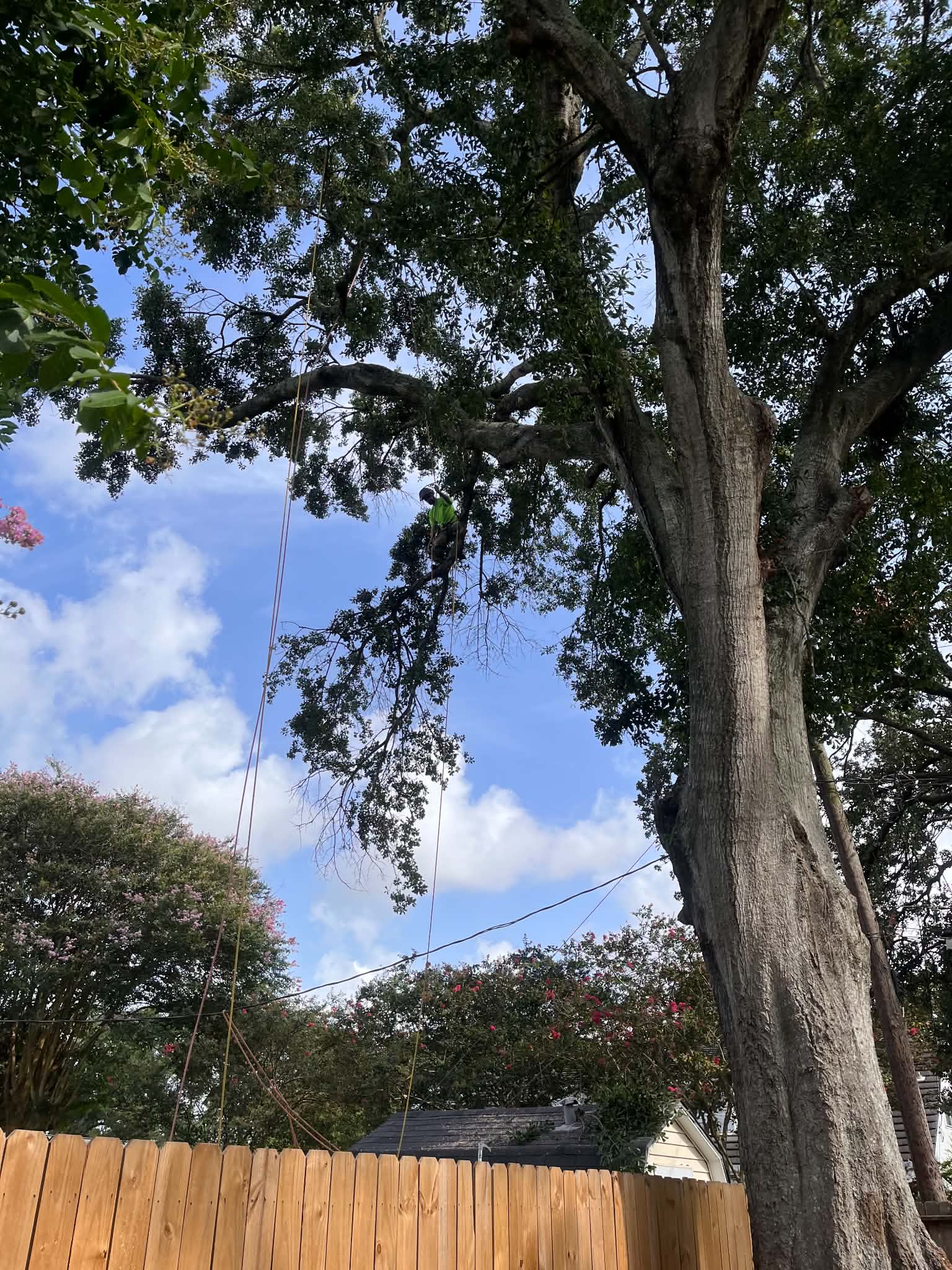 Arborist with rigging ropes in the middle of a large tree canopy