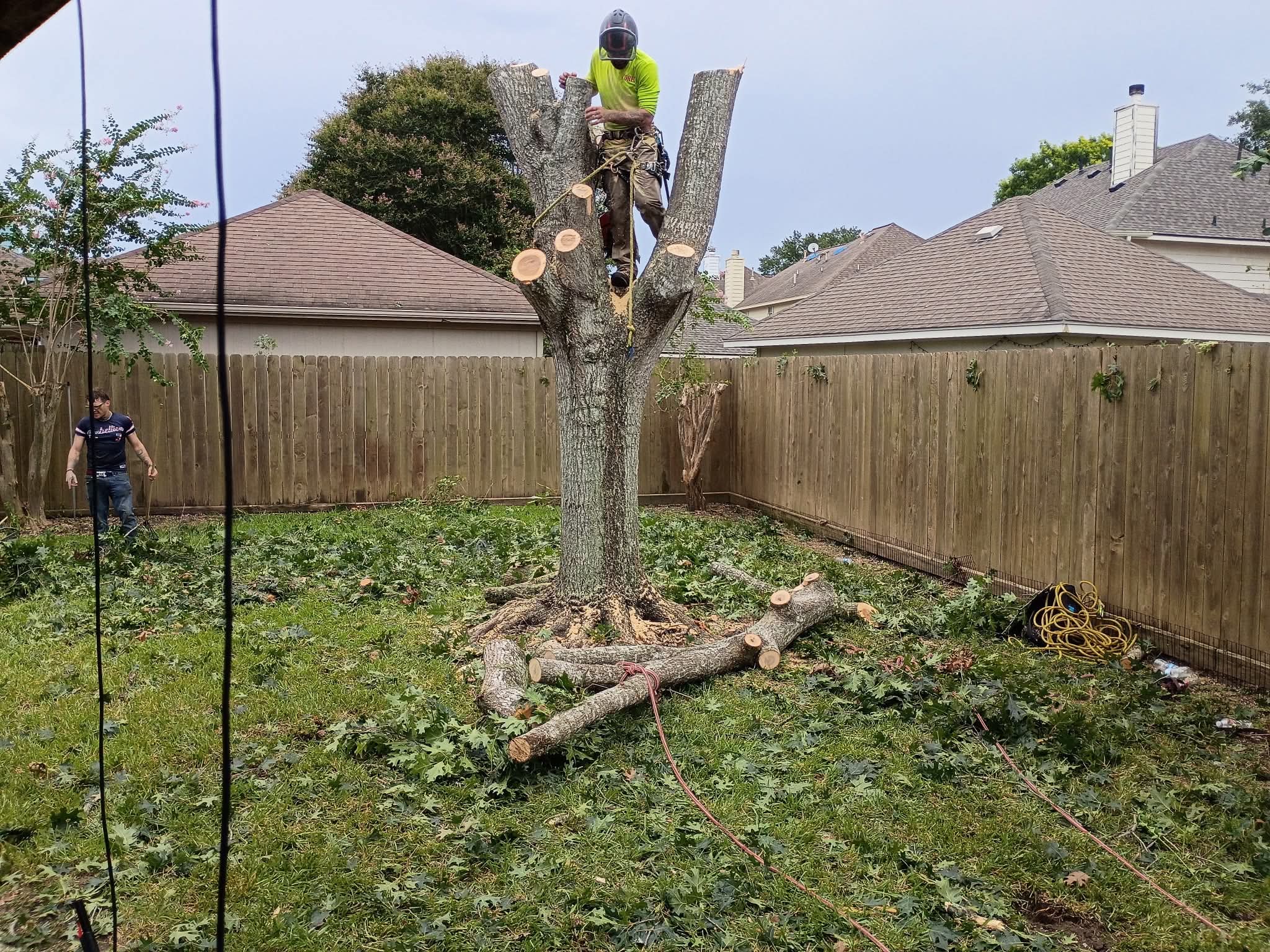 Arborist standing on top of cut tree sections during removal