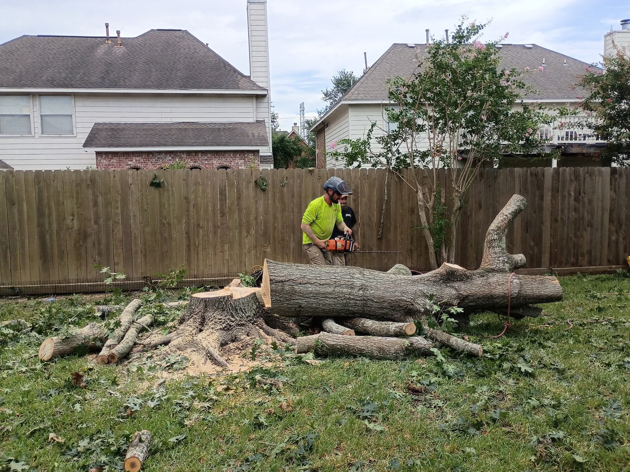 Arborists processing felled tree with chainsaw on residential property
