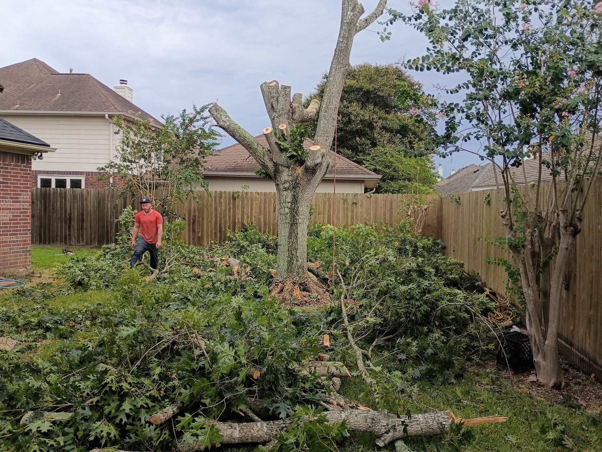 Arborist bucking large felled trunk with Husqvarna chainsaw