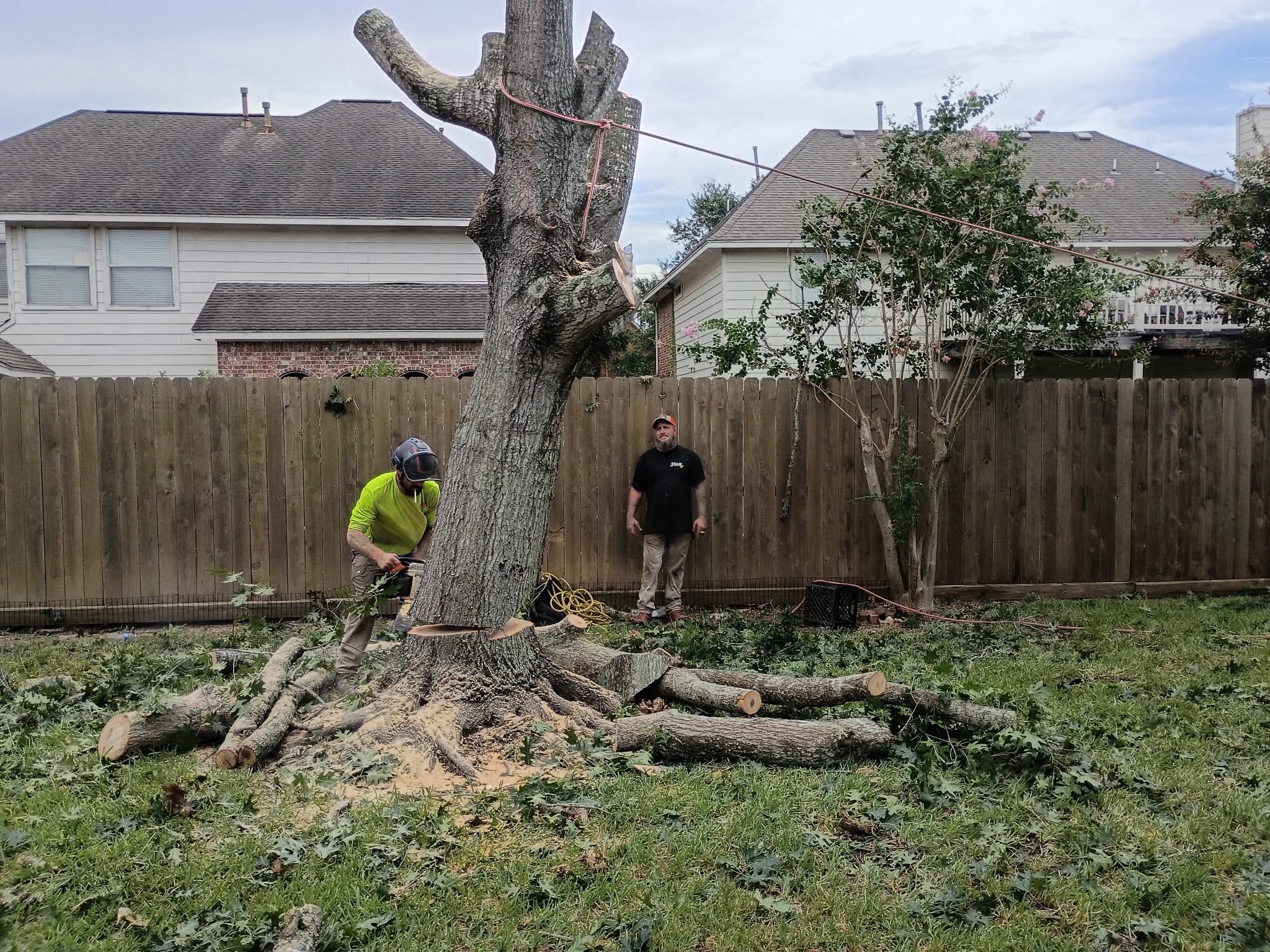 Large tree removal job with branches and logs on grass