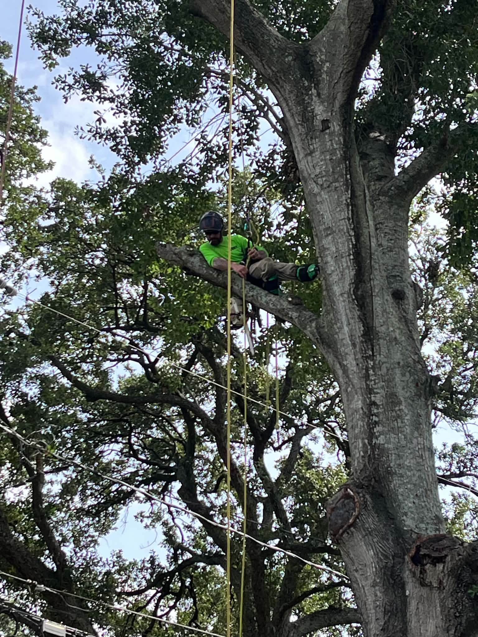 Arborist seated on large branch in live oak canopy