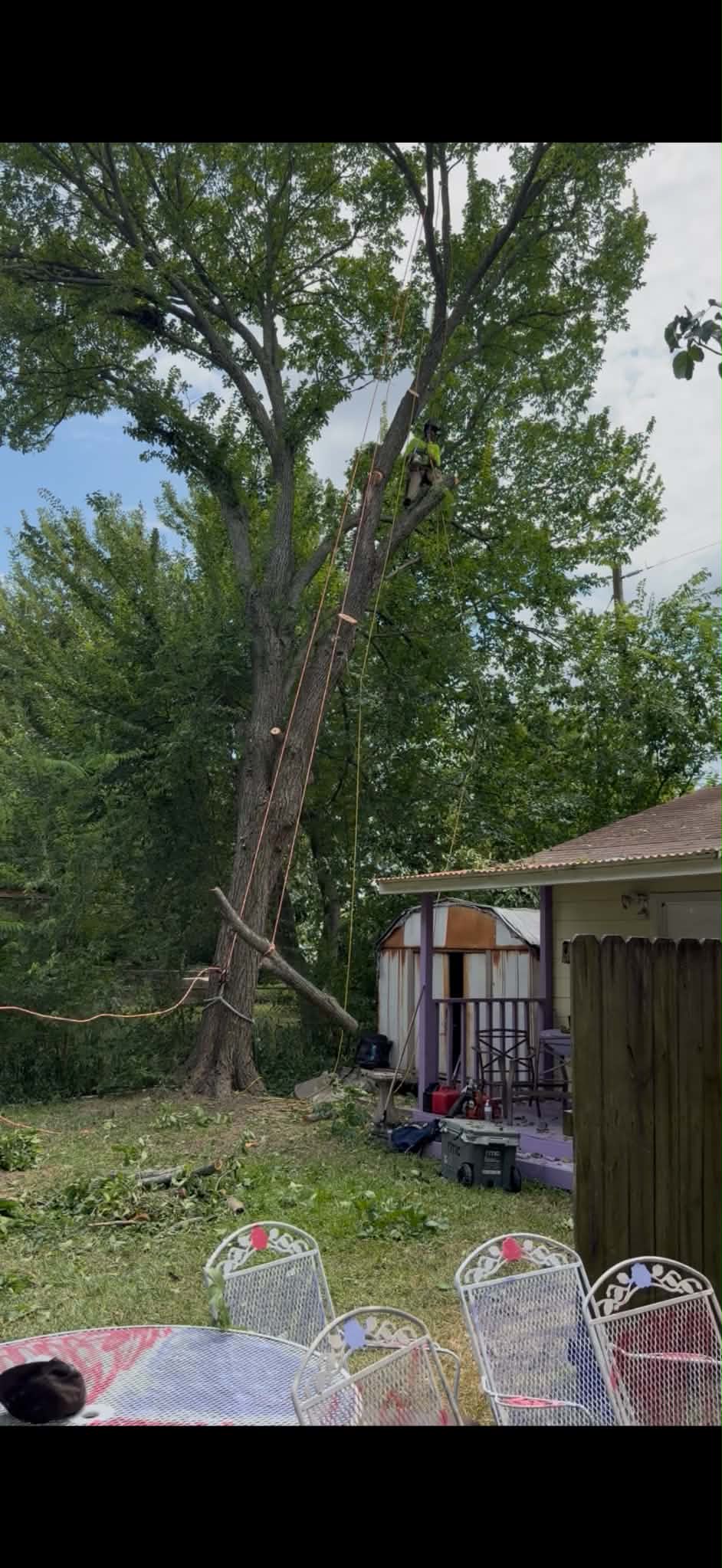 Arborist climbing in tree canopy with ropes attached to trunk