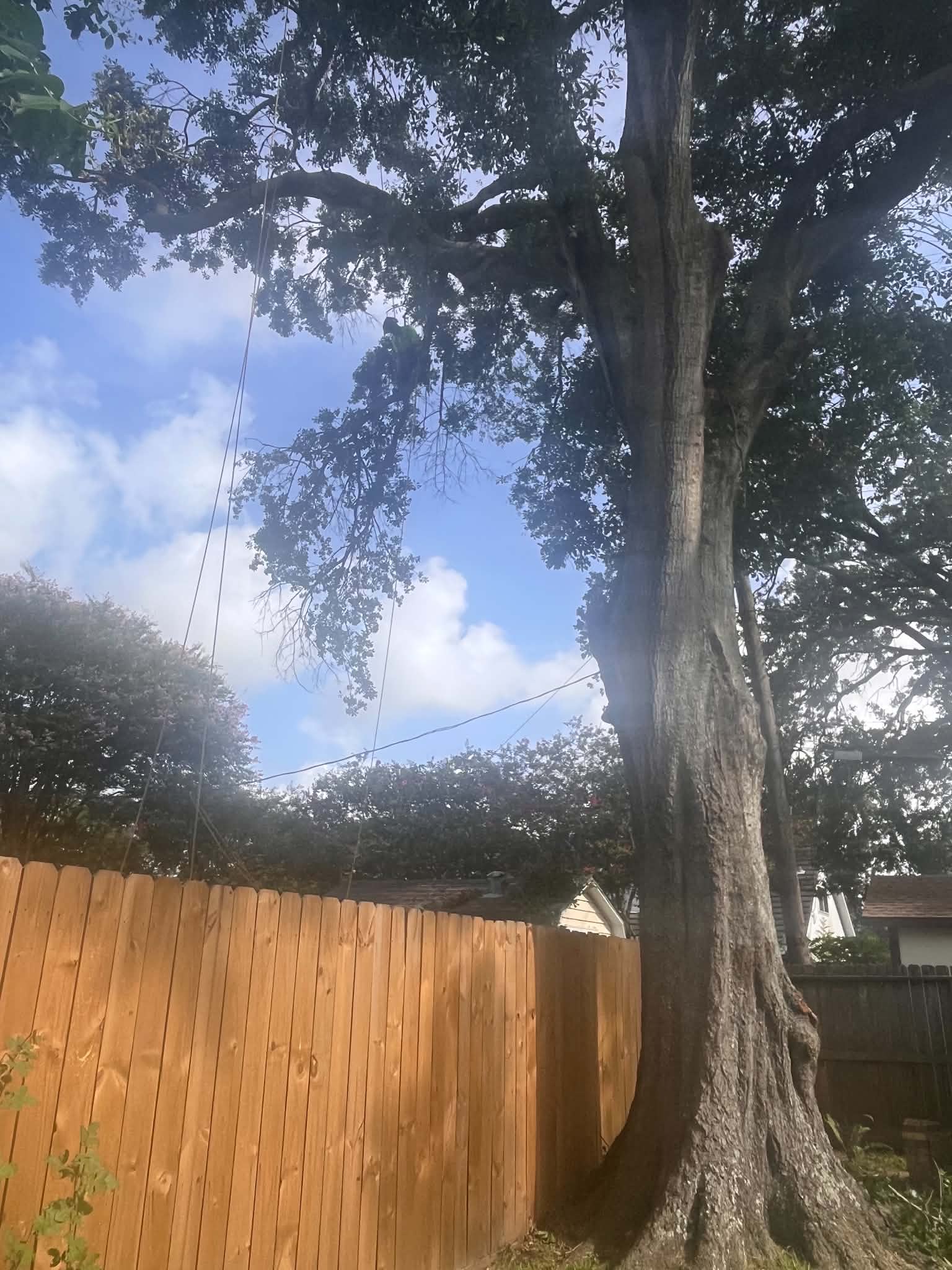 Arborist climbing large oak tree next to fence line